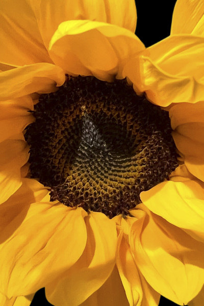 Sunshine Print