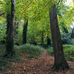 Killiney Hill Forest