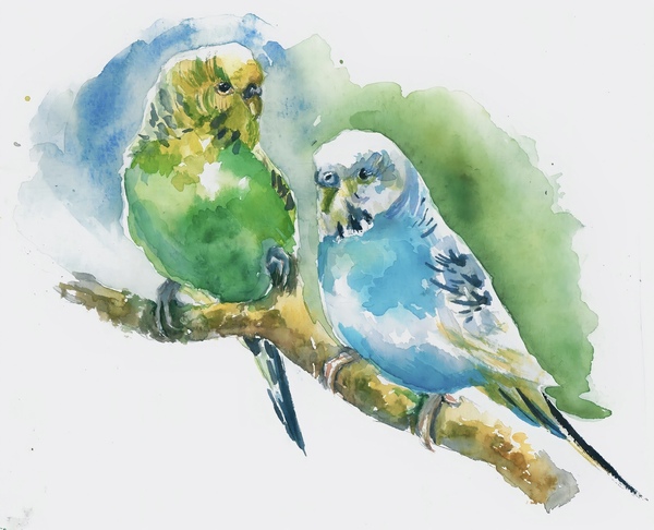 Watercolor Illustration of Budgies by Qeti