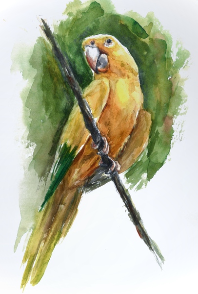 Watercolor Parrot Illustration  by Qeti