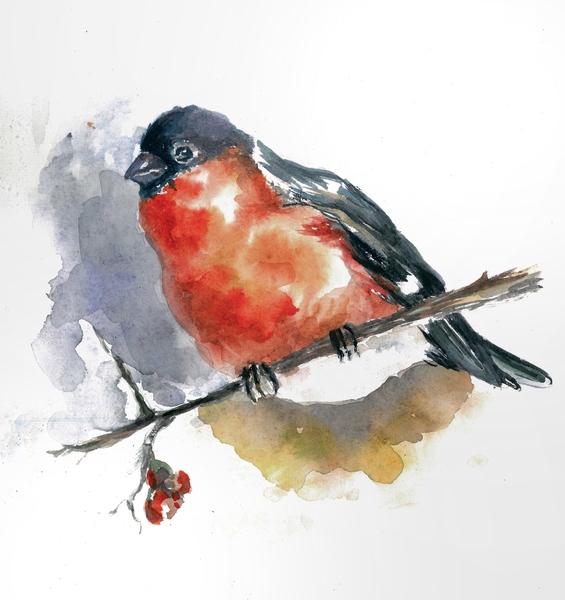 Watercolor Bullfinch Illustration   by Qeti