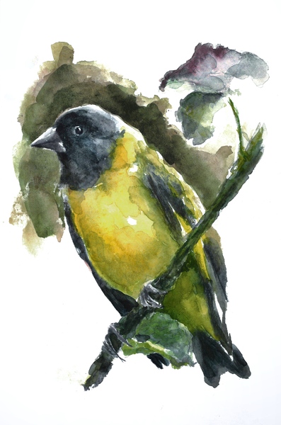 Watercolor Illustration of a Bird  by Qeti