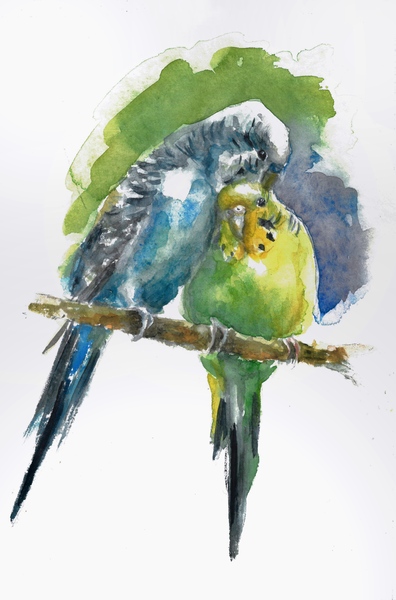 Watercolor Illustration of Budgies  by Qeti