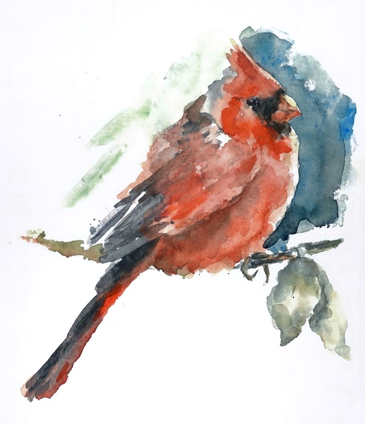 Watercolor Illustration of a Cardinal Bird  by Qeti