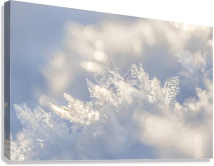 Winter Tale Canvas Print