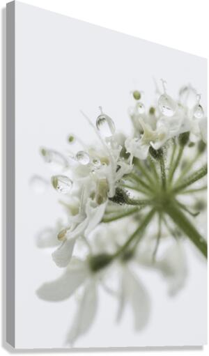  White Dew vertical Canvas Print