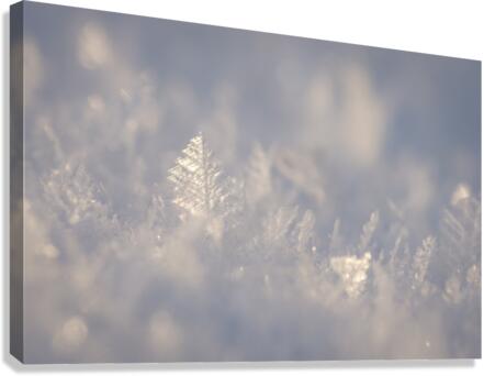 Winter Leaf Canvas Print