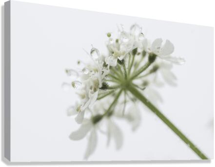  White Dew Canvas Print