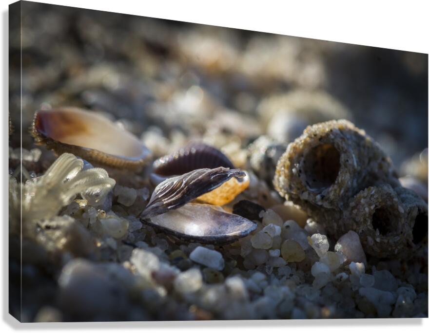 Beach Treasure Canvas Print