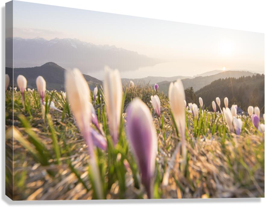 Crocus Canvas Print