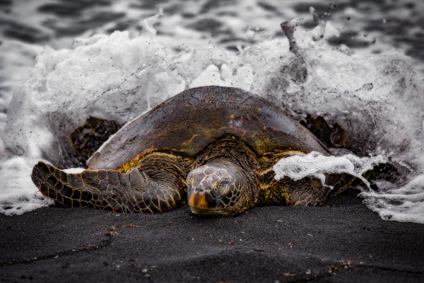 Turtle 2 by Missy Maher