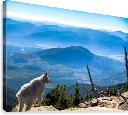 Goat View Canvas Print