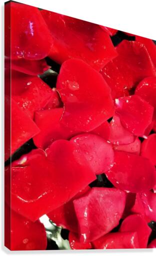 Red Roses Canvas Print
