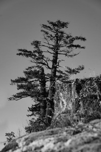 Eyrie 