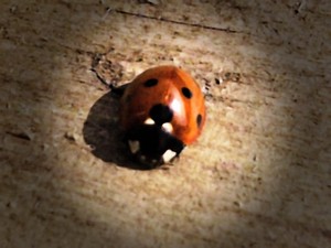 Lady Bird Bug