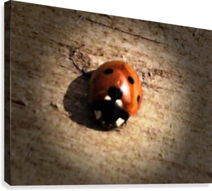 Lady Bird Bug Canvas Print