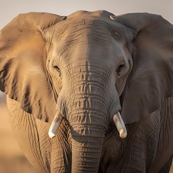 Majestic African Elephant Portrait in Warm Light