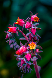 Red Echveria.