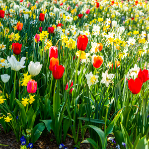 Tulips - 1.