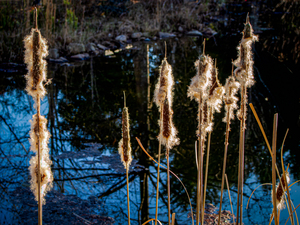 RUSHES.