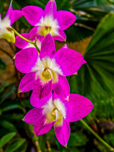 Orchid - 2.