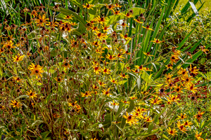 Blackeyed Susans