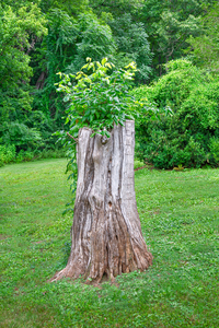 The Stump