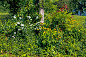 Wildflowers 1