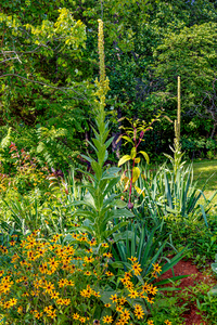 Wildflowers 2