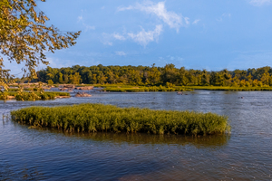 Island of Reeds