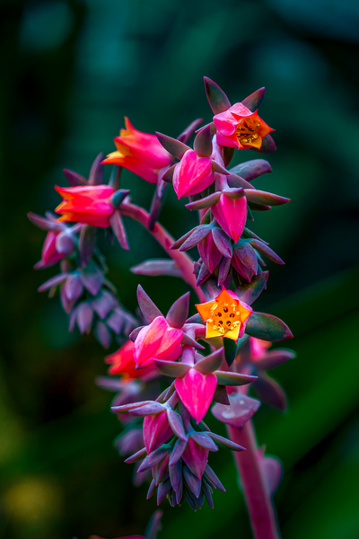 Red Echveria. by Eric Franks