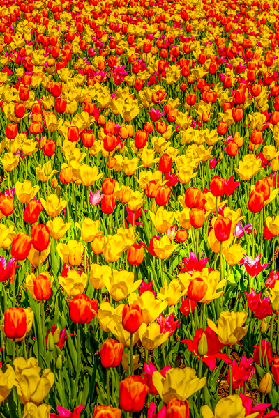 Tulips - 2.  Print