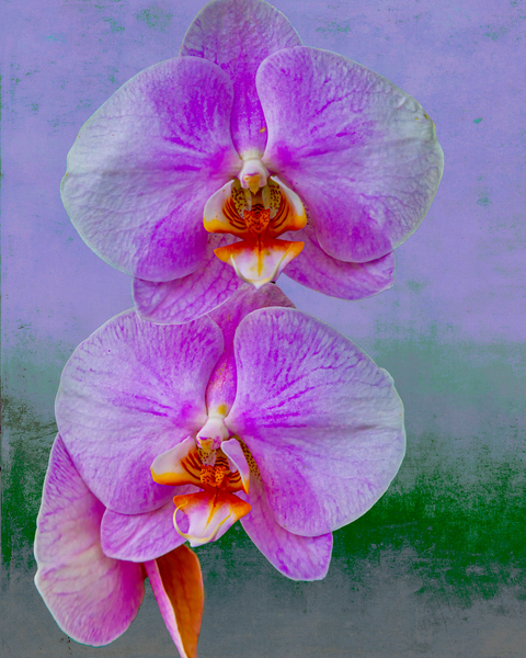 Orchids. by Eric Franks