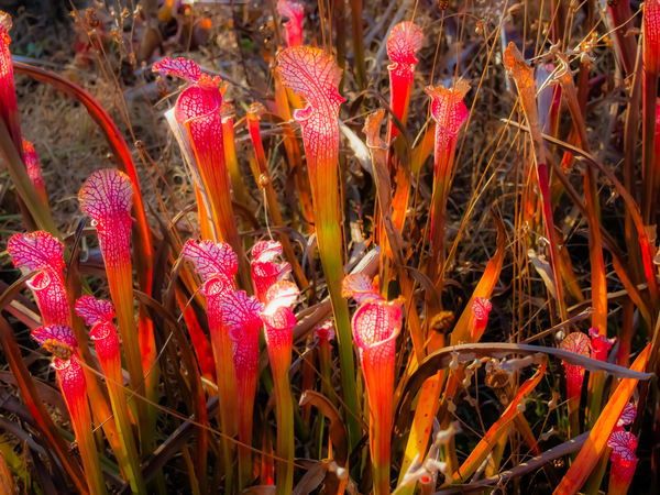 Pitcher Plant. by Eric Franks