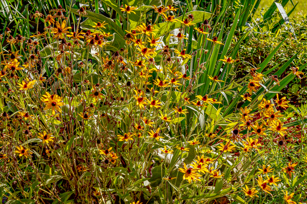 Blackeyed Susans by Eric Franks
