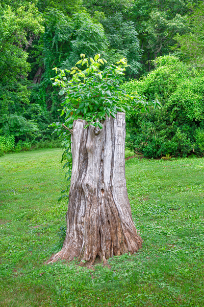 The Stump by Eric Franks