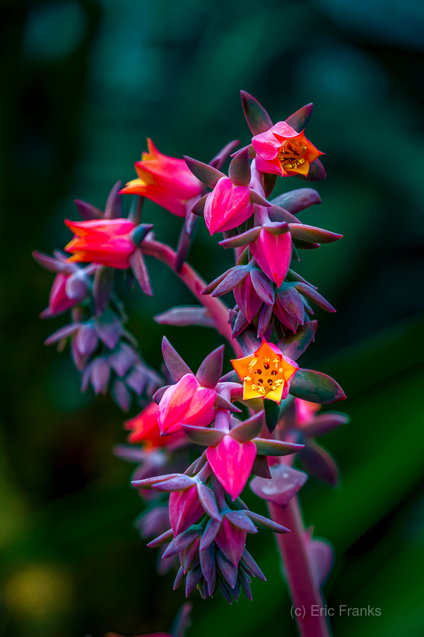 Red Echveria.