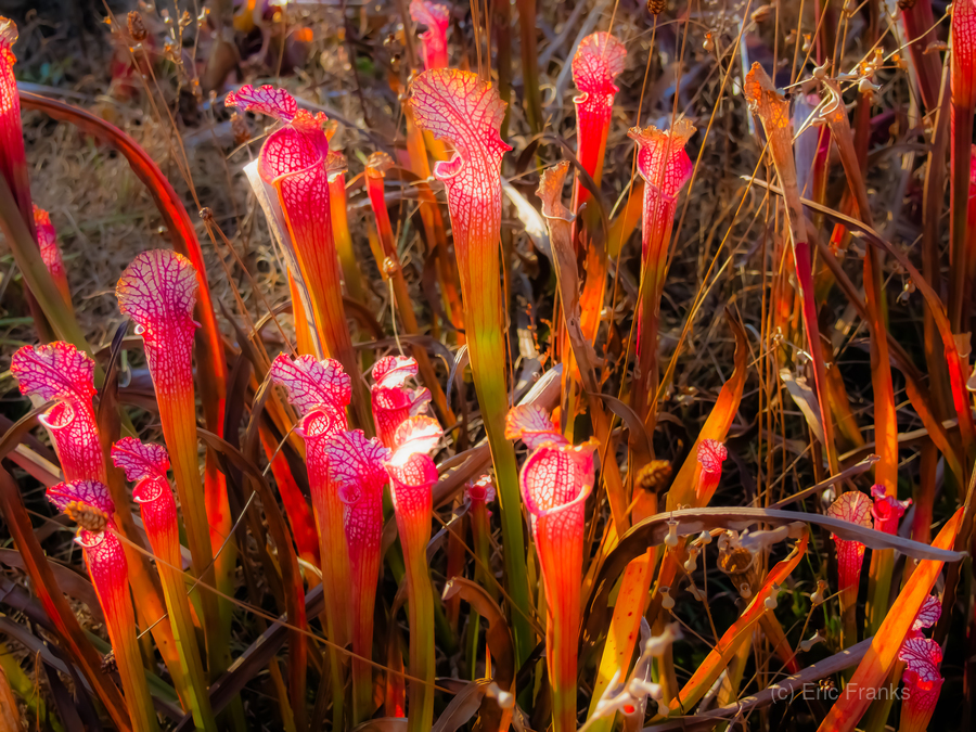 Pitcher Plant.