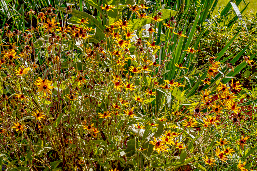 Blackeyed Susans