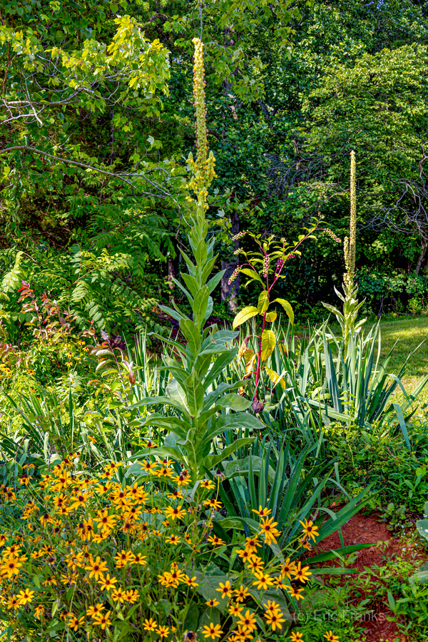 Wildflowers 2