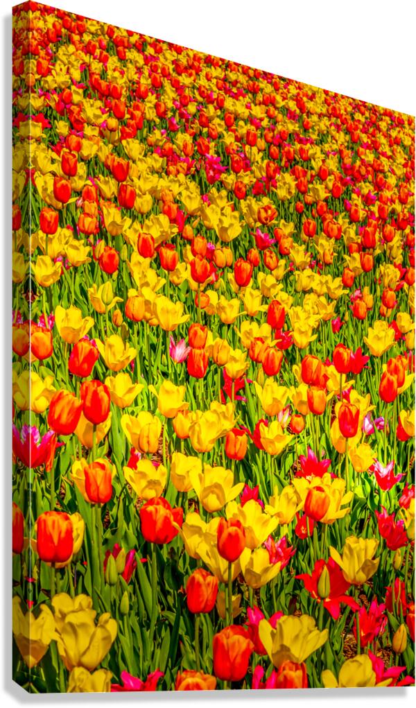 Tulips - 2.  Canvas Print