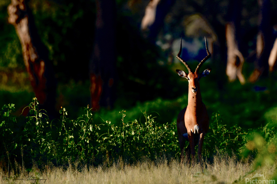 Impala in golden light by Matt Parvin Photography Wall Art