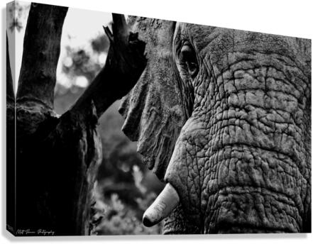 Elephant Close Up Canvas Print