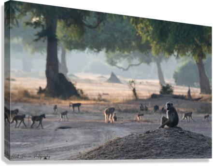 Baboon Sentry Canvas Print