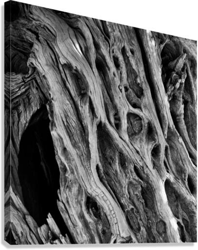 Dead Tree Textures Canvas Print