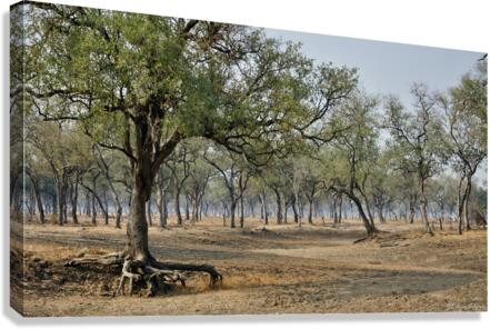 Leadwood Forest Canvas Print