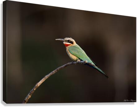 White Fronted Bee-eater Canvas Print