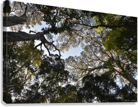 Tree tops Canvas Print