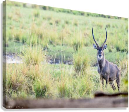 Waterbuck Posing Canvas Print