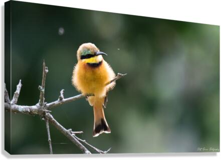 Little Bee-eater Canvas Print